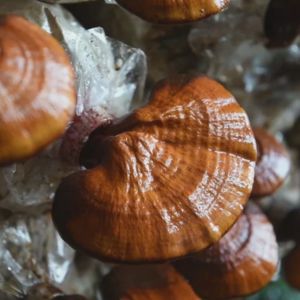 Reishi-Pilz