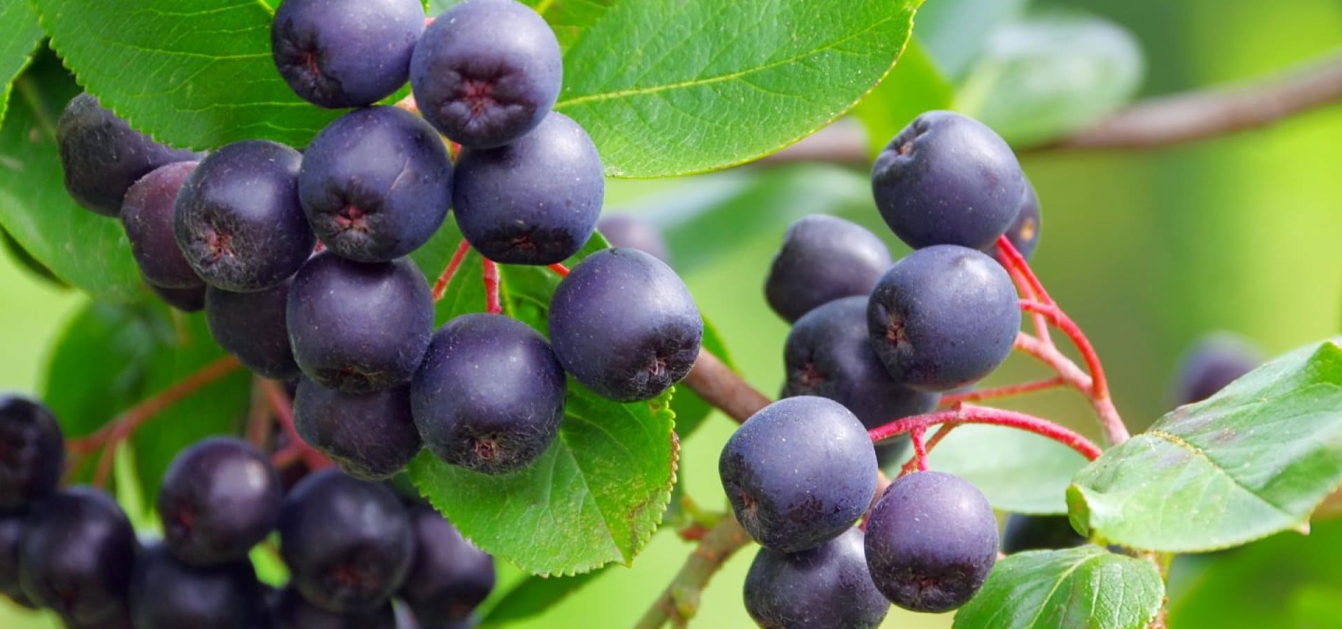 Die gesundheitlichen Vorteile von Aronia – die schwarze Perle der Natur für Ihre Kraft