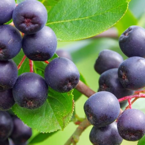 Die gesundheitlichen Vorteile von Aronia – die schwarze Perle der Natur für Ihre Kraft