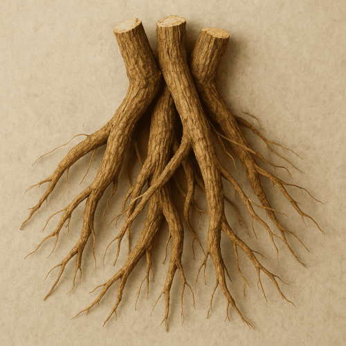 Süßholz – die süße Wurzel mit einer jahrtausendealten Geschichte und Geheimnissen