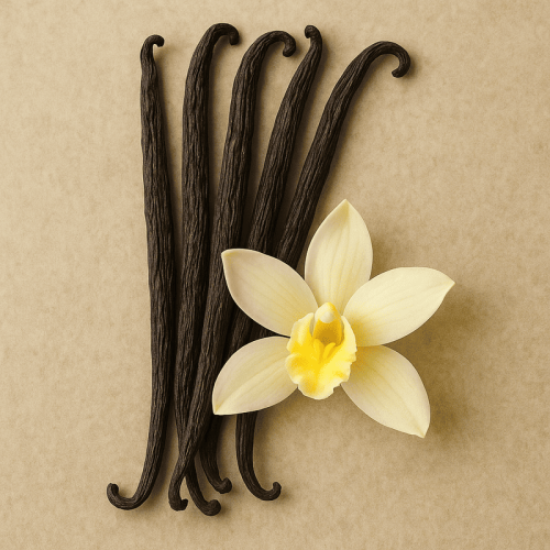 Vanille – „Schwarze Orchidee“, deren Duft die Welt erobert hat